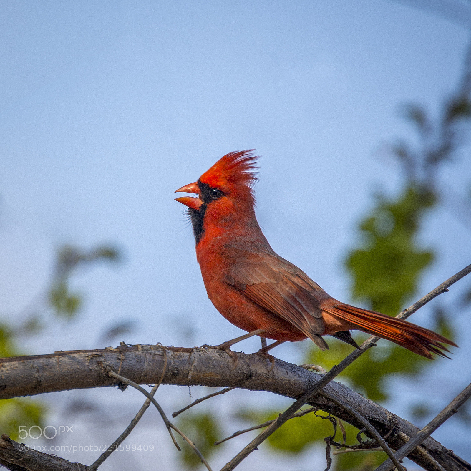 Nikon D7100 sample photo. Announcing spring photography