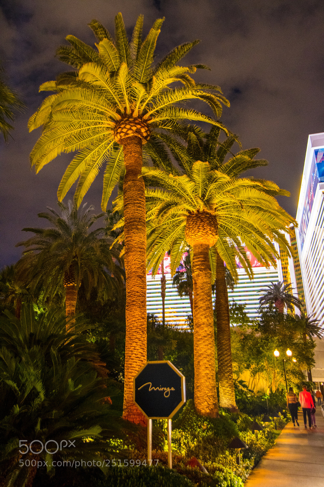 Nikon D500 sample photo. Palm trees at night photography