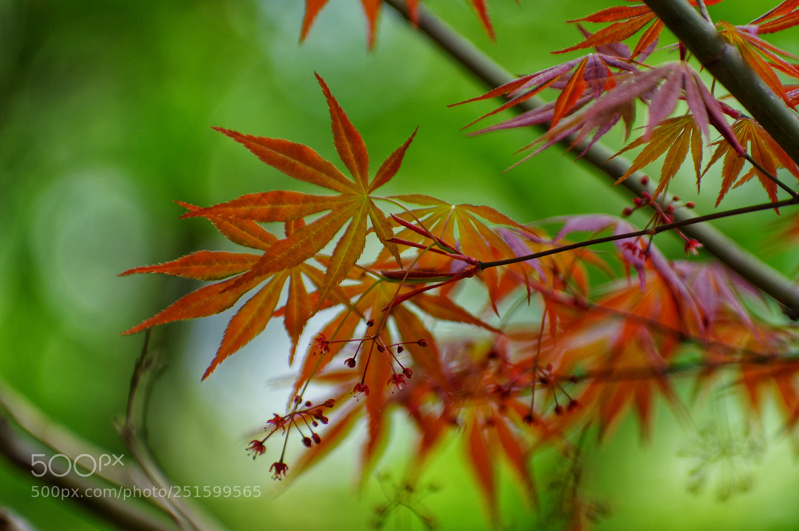 Pentax K-3 II sample photo. Untitled photography