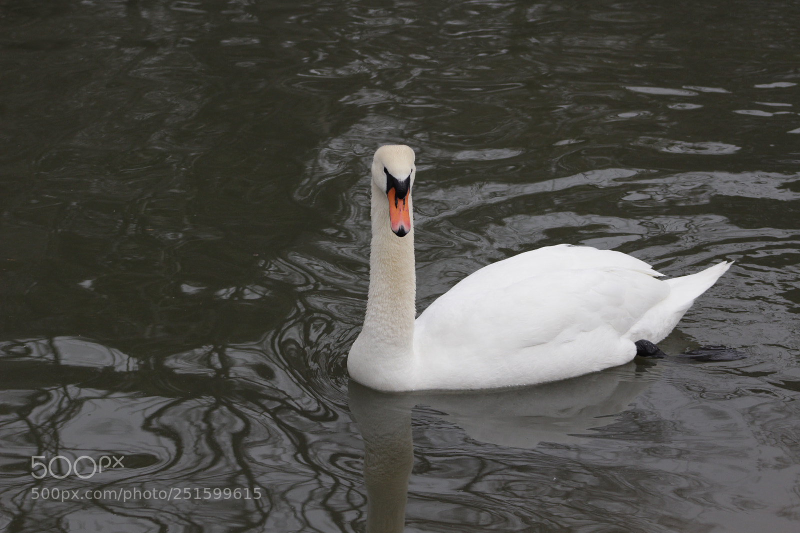 Canon EOS 100D (EOS Rebel SL1 / EOS Kiss X7) sample photo. Swan photography