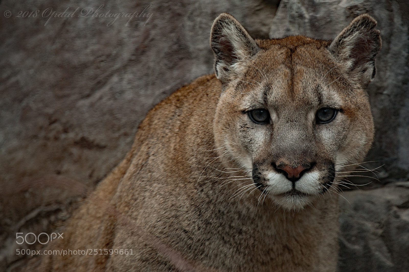 Canon EOS 5D sample photo. Puma photography