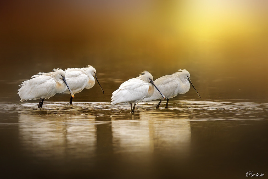 The colors of dawn by Roberto Aldrovandi on 500px.com