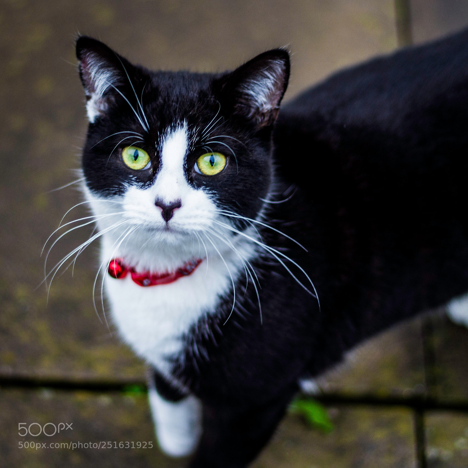 Canon EOS 1200D (EOS Rebel T5 / EOS Kiss X70 / EOS Hi) sample photo. Santa cat photography