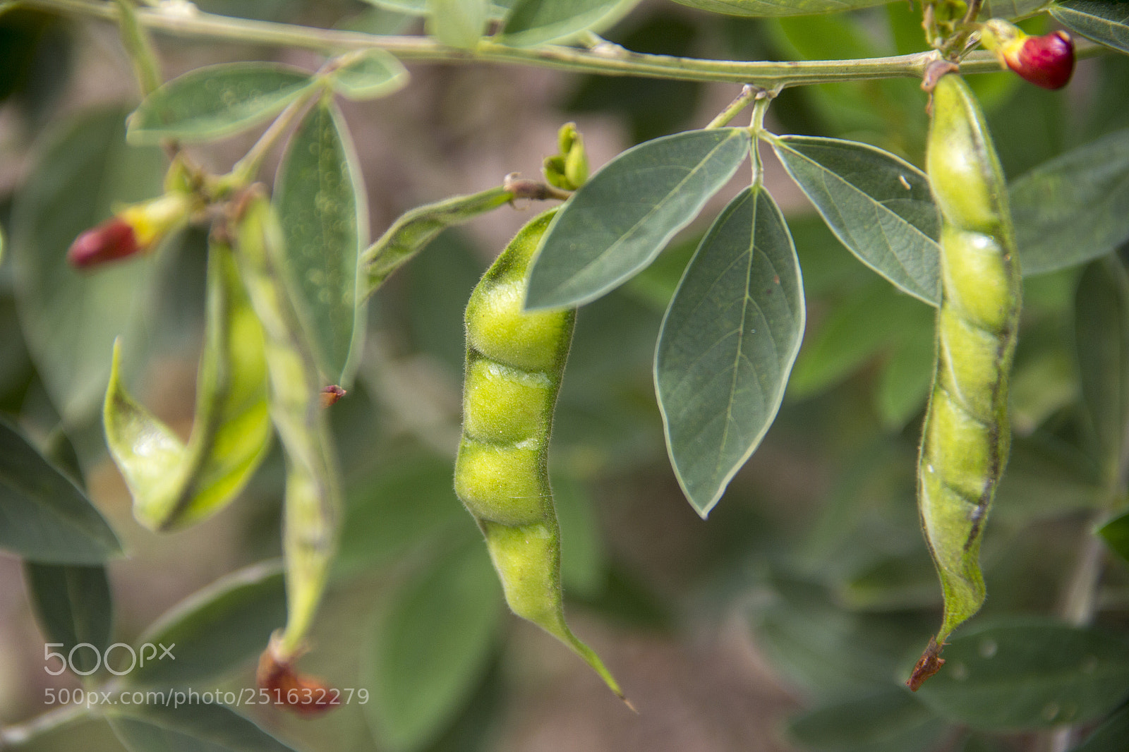 Canon EOS 60D sample photo. Vaina de frijol photography