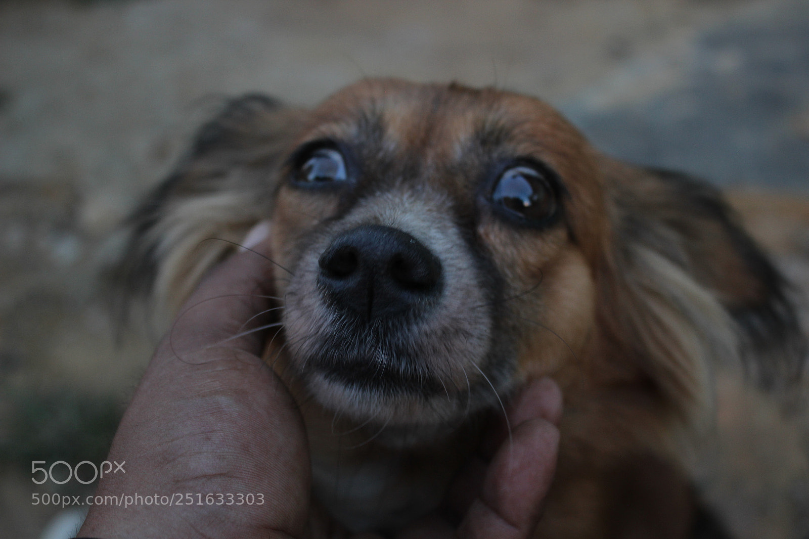 Canon EOS 600D (Rebel EOS T3i / EOS Kiss X5) sample photo. Pusa photography