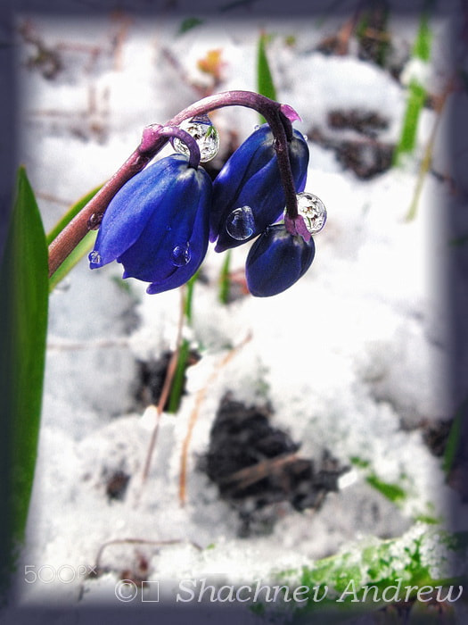 Canon PowerShot A590 IS sample photo. We'll wait for spring! scilla sibirica photography