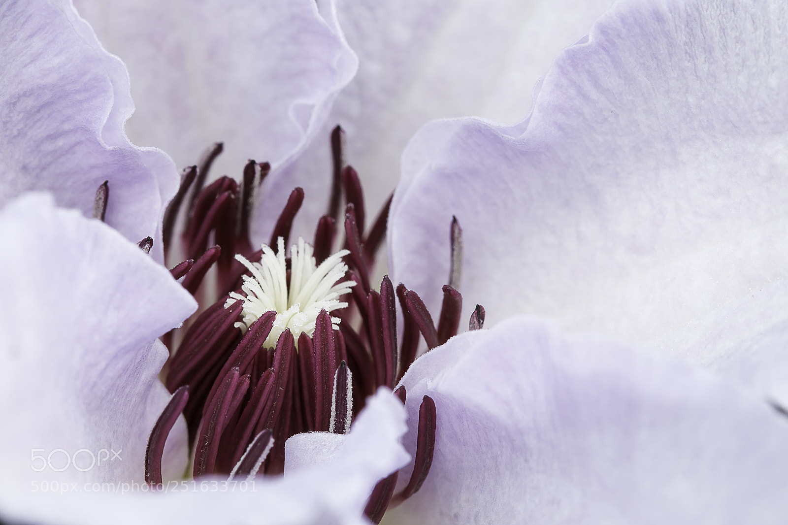 Canon EOS 70D sample photo. Clematis photography