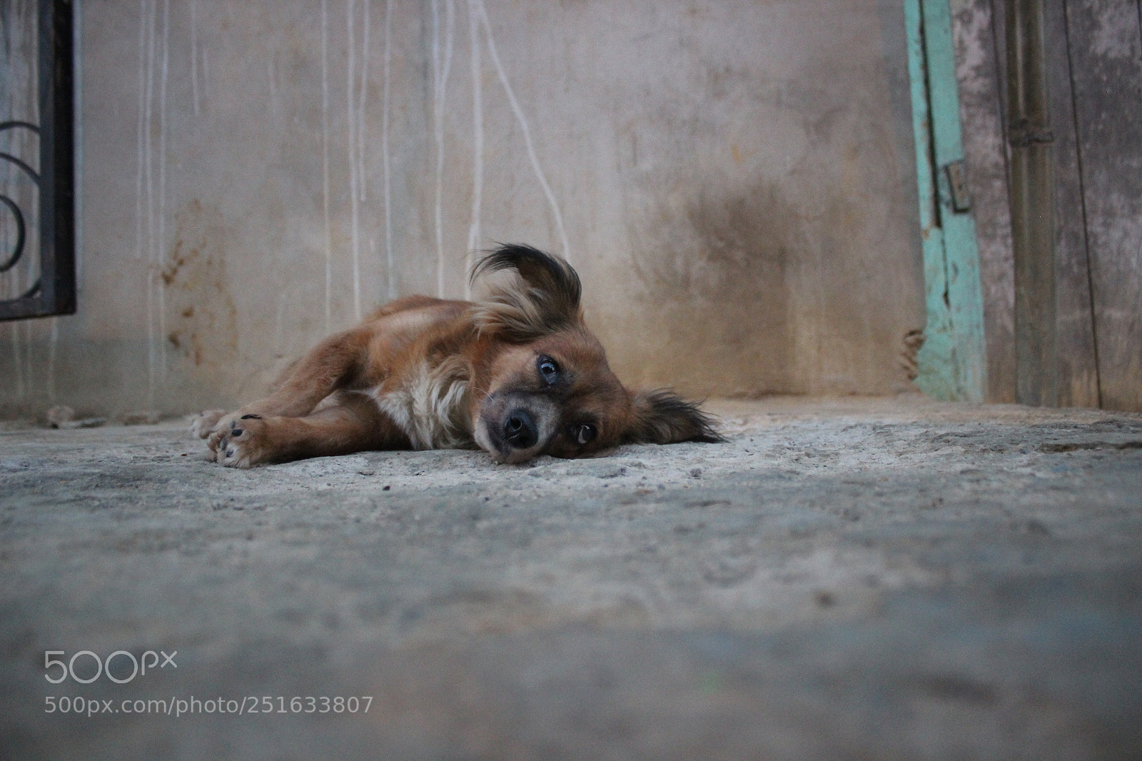 Canon EOS 600D (Rebel EOS T3i / EOS Kiss X5) sample photo. Queriendo dormir photography