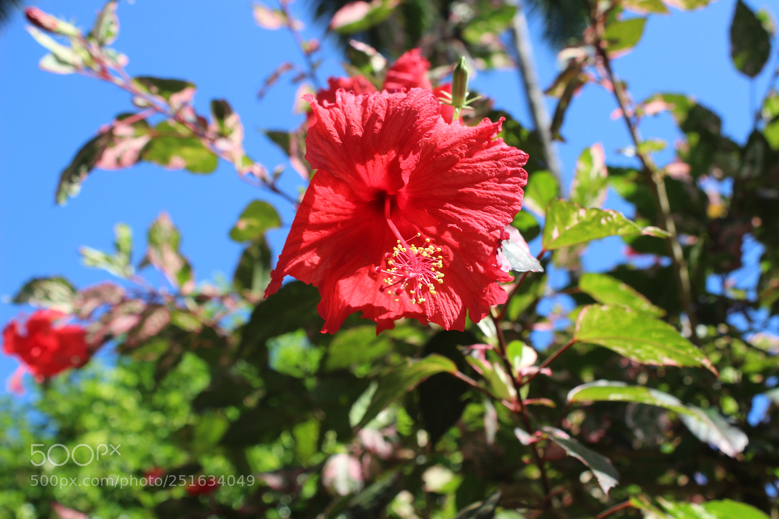 Canon EOS 600D (Rebel EOS T3i / EOS Kiss X5) sample photo. Flor photography