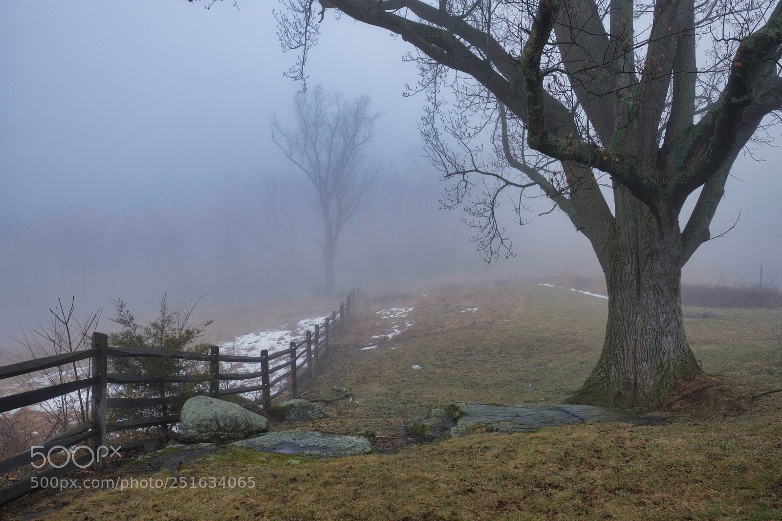 Fujifilm X-T2 sample photo. Tree with fog photography