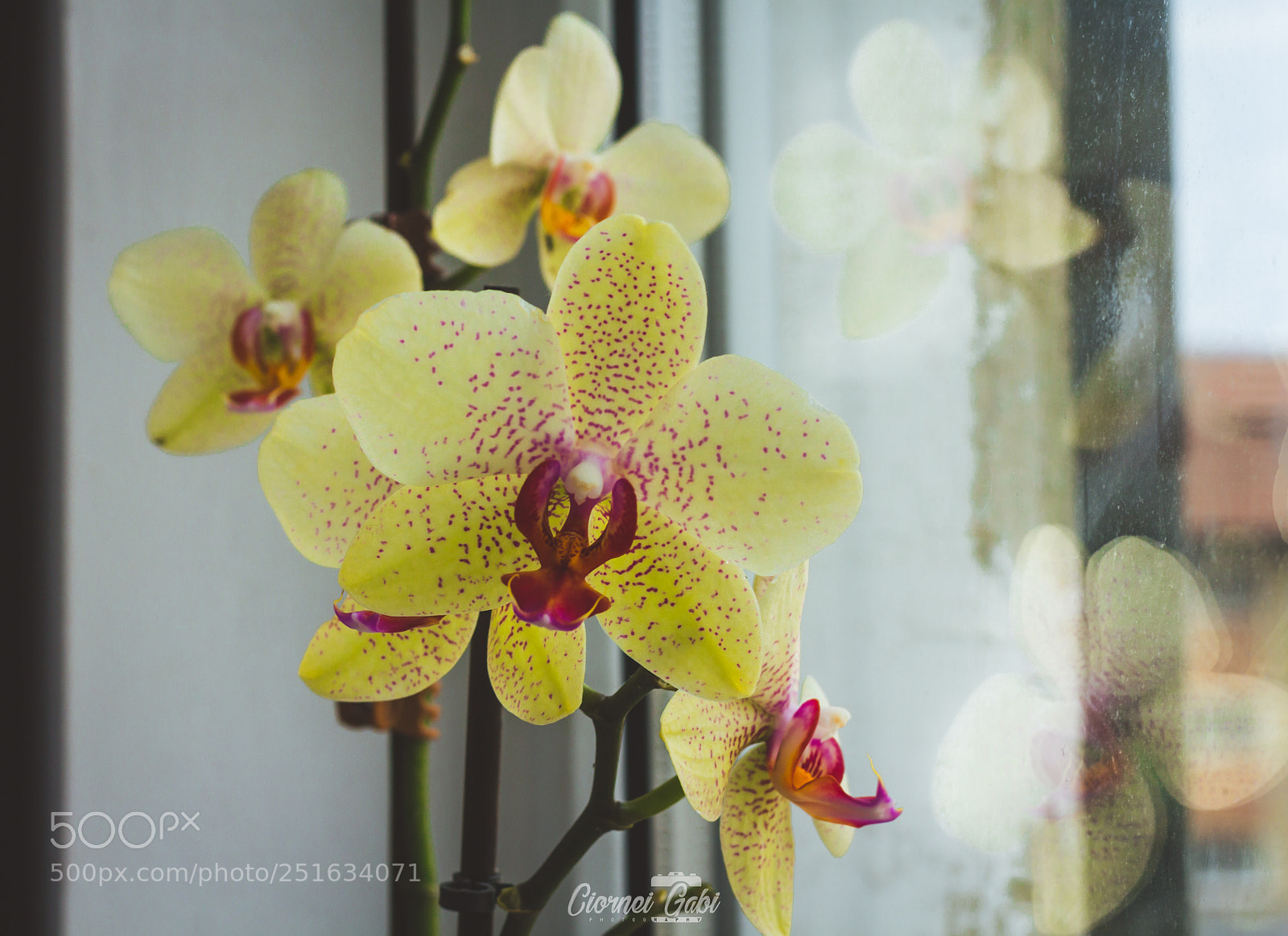 Canon EOS 60D sample photo. Flowes photography