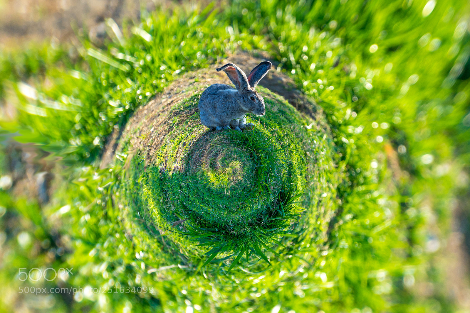 Sony a7 sample photo. Fluffy rabbits grazing on photography