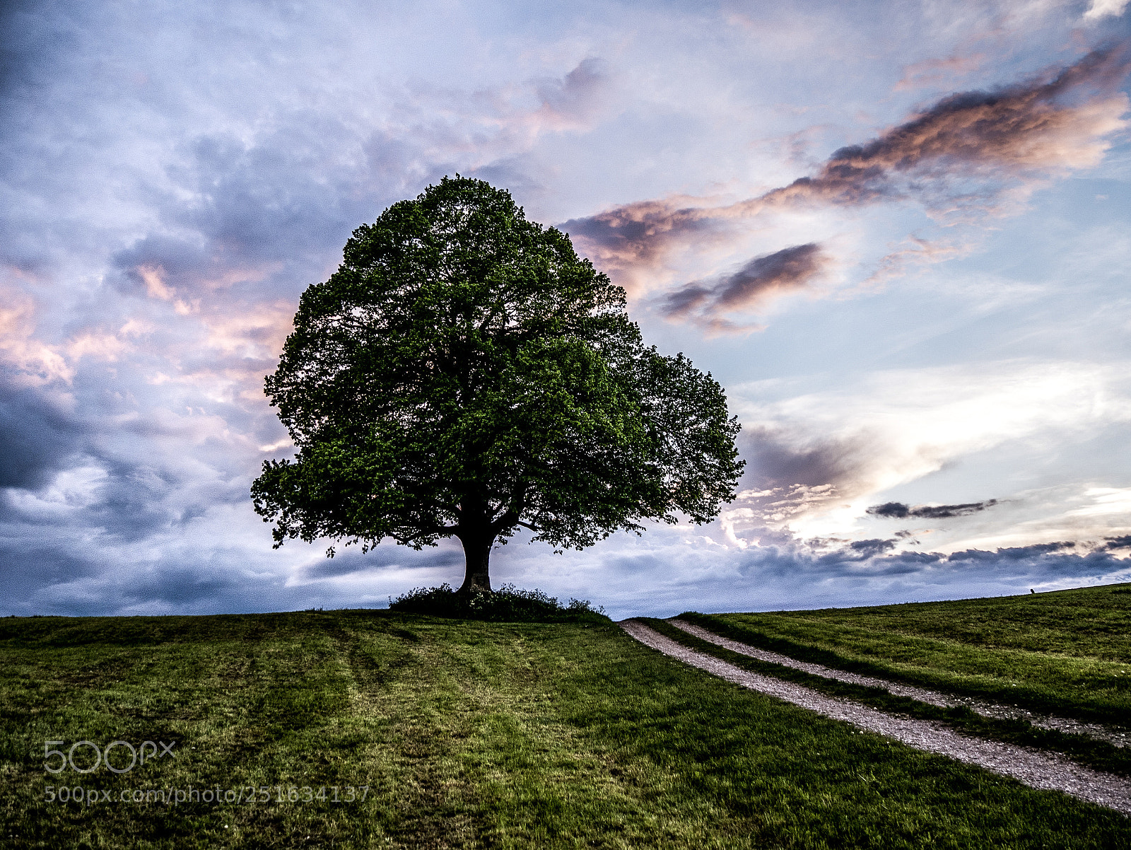 Panasonic DMC-G70 sample photo. Tree on sundown photography