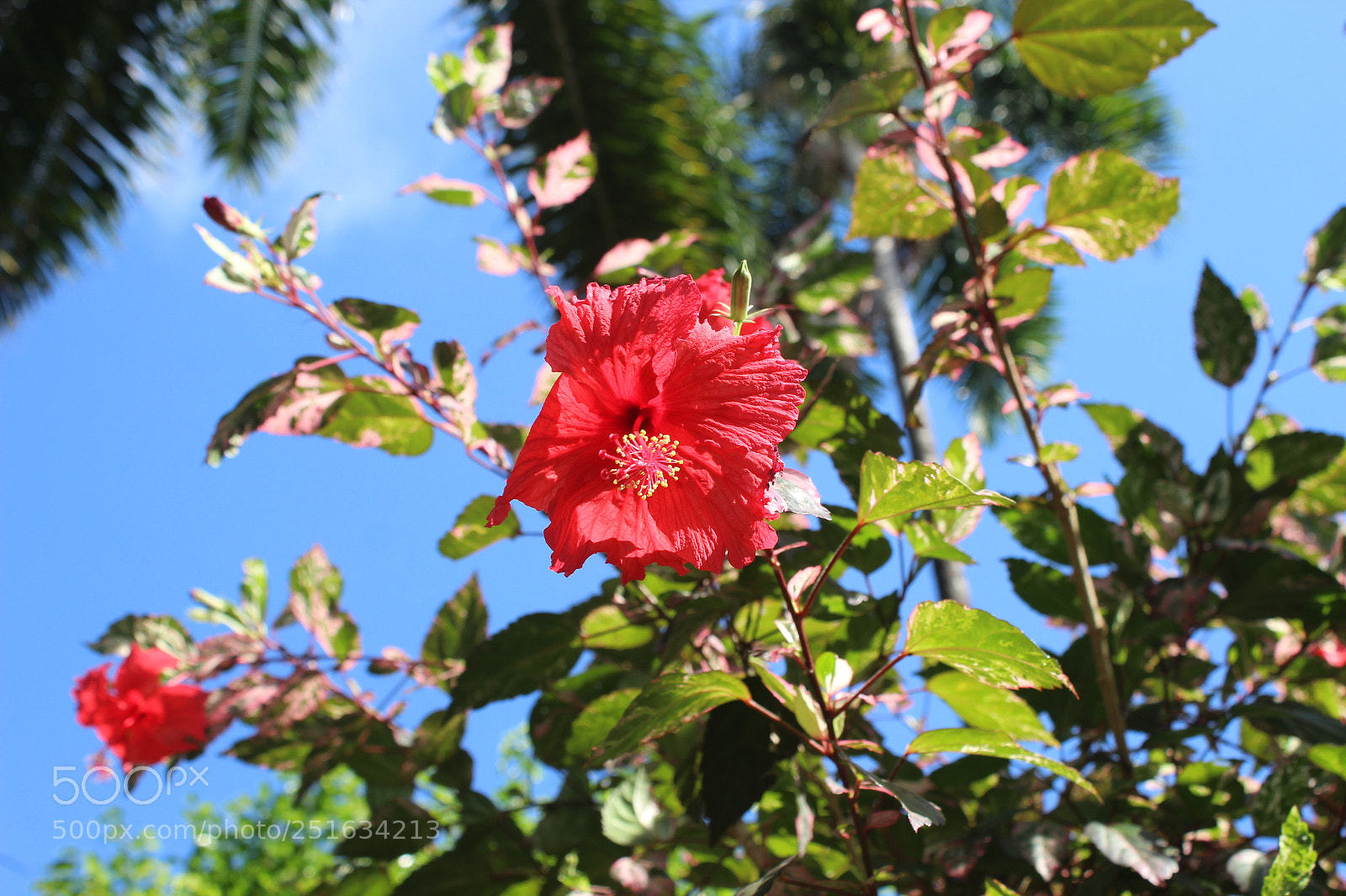 Canon EOS 600D (Rebel EOS T3i / EOS Kiss X5) sample photo. F photography