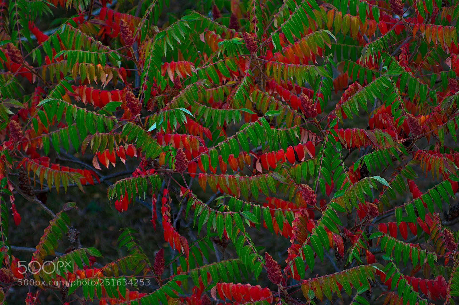 Pentax K20D sample photo. Green and red photography