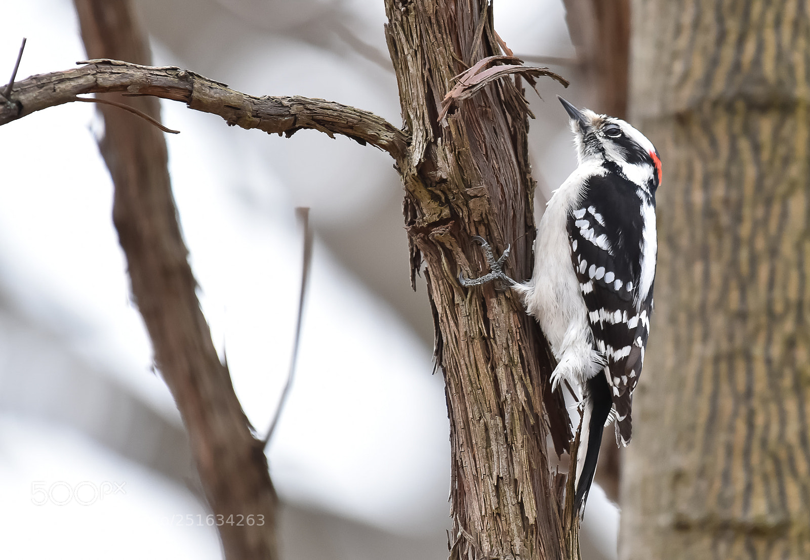 Nikon D810 sample photo. Downy woodpecker (male) photography