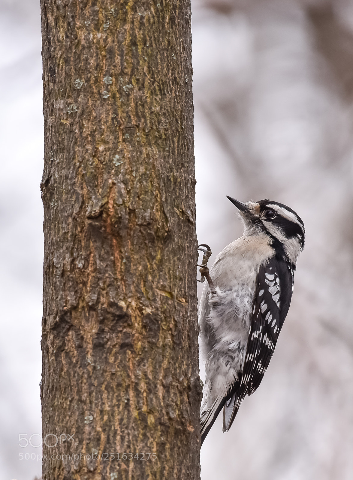 Nikon D810 sample photo. Downy woodpecker (female) photography