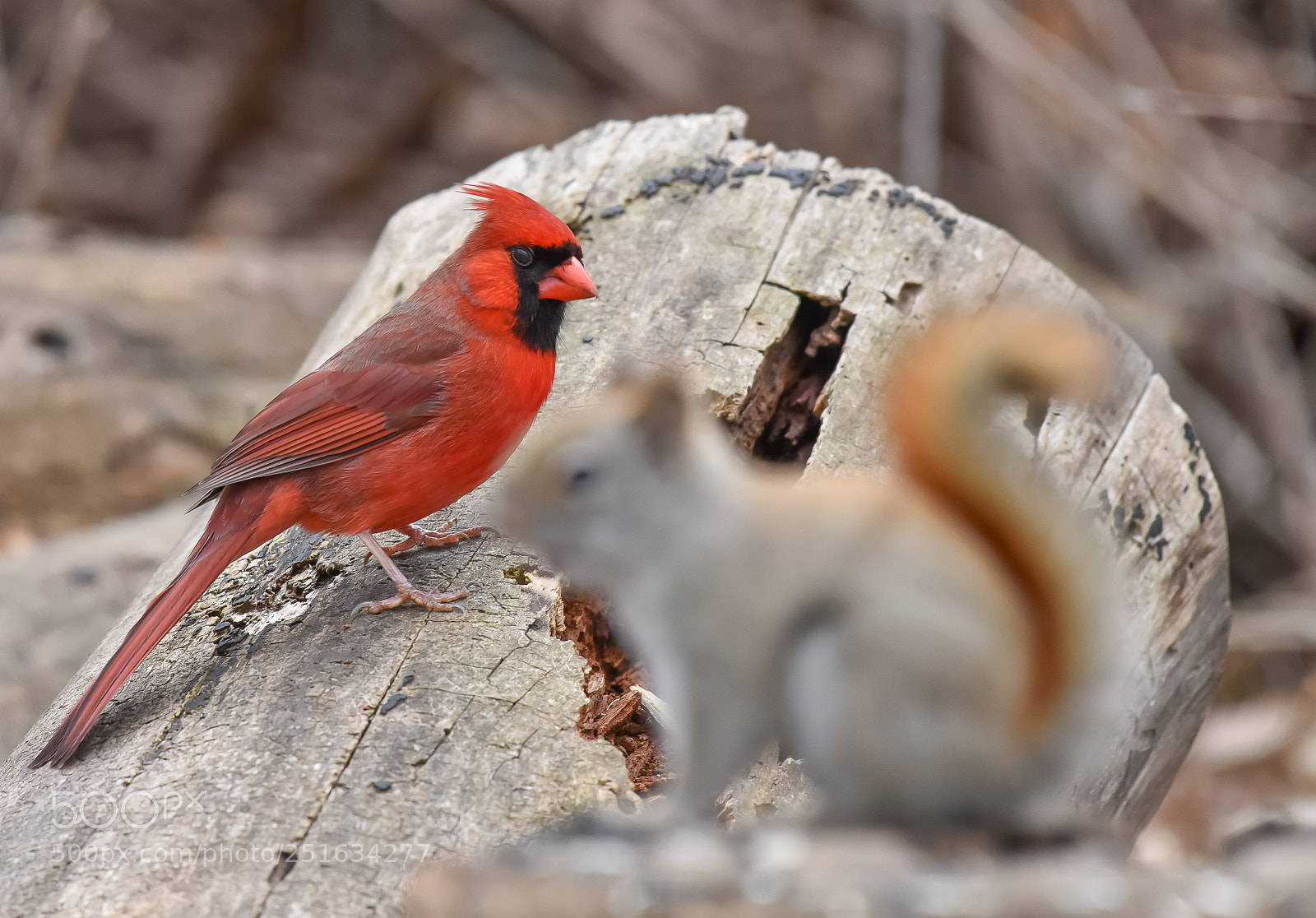Nikon D810 sample photo. Northern cardinal (male) photography