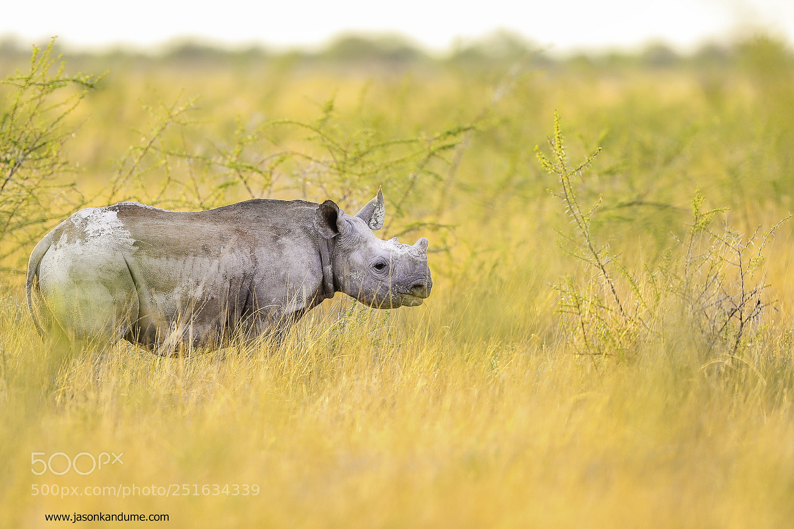 Canon EOS-1D X Mark II sample photo. Baby rhino photography