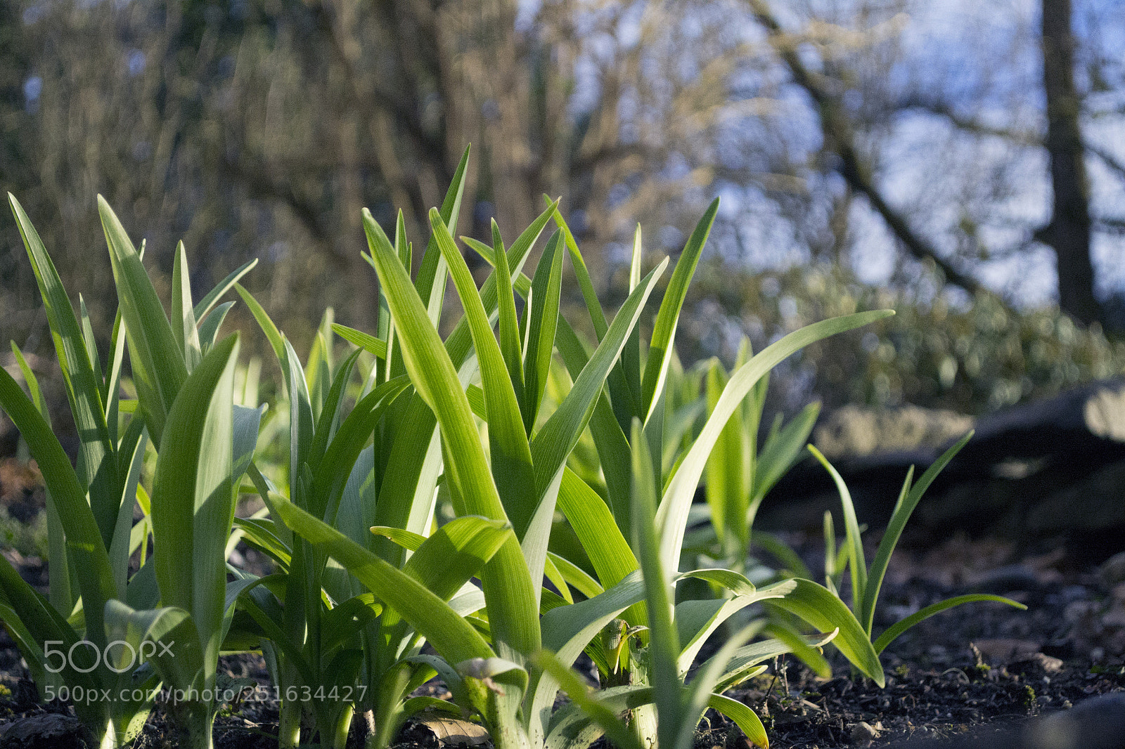 Nikon D3100 sample photo. Green sprouts photography