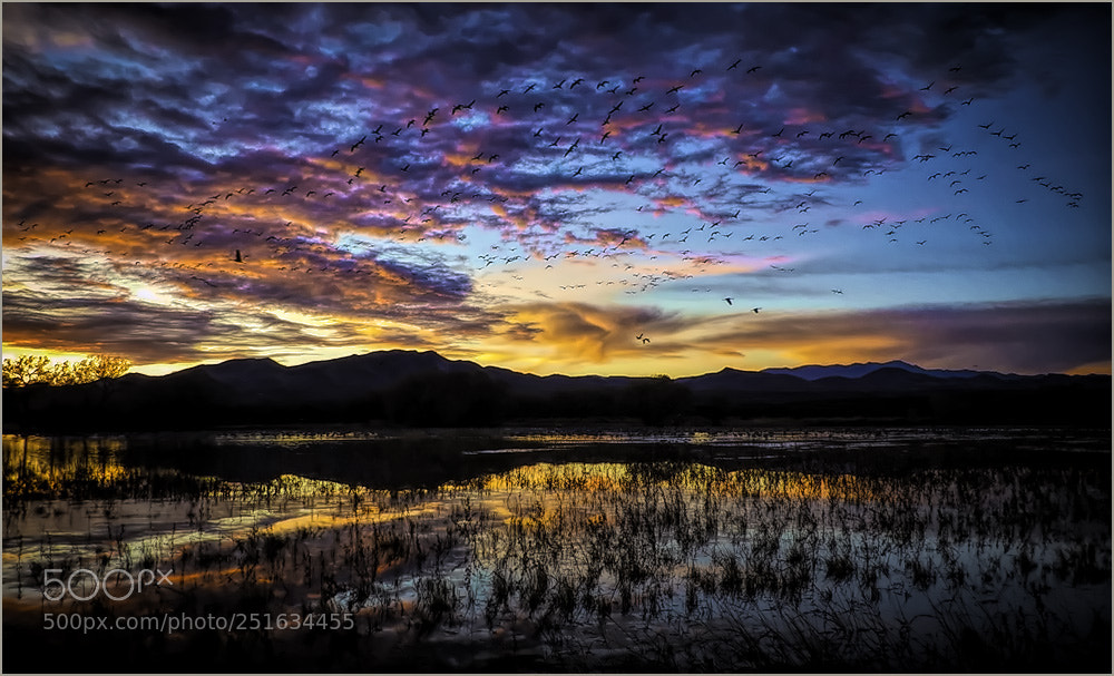 Panasonic Lumix DMC-FZ200 sample photo. Sunset at bosque photography