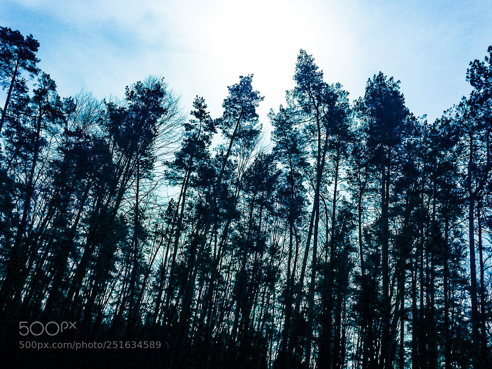 Apple iPhone 5s sample photo. Pines in blue  photography