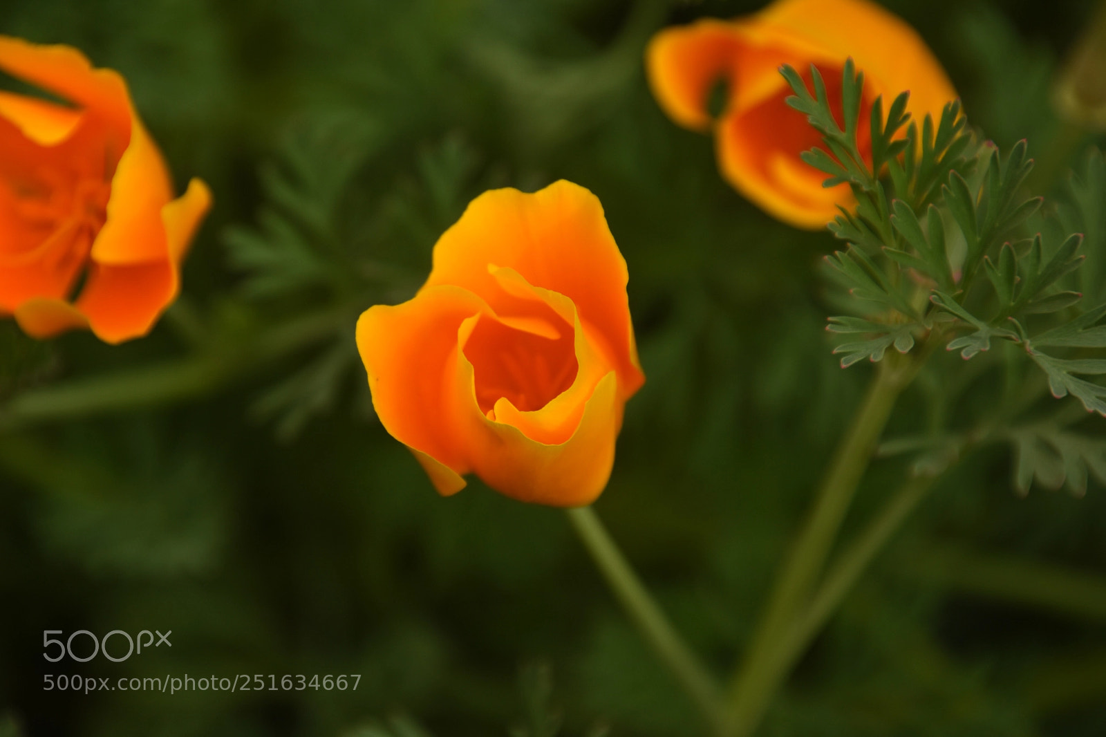 Nikon D7200 sample photo. California poppy, no pp! photography