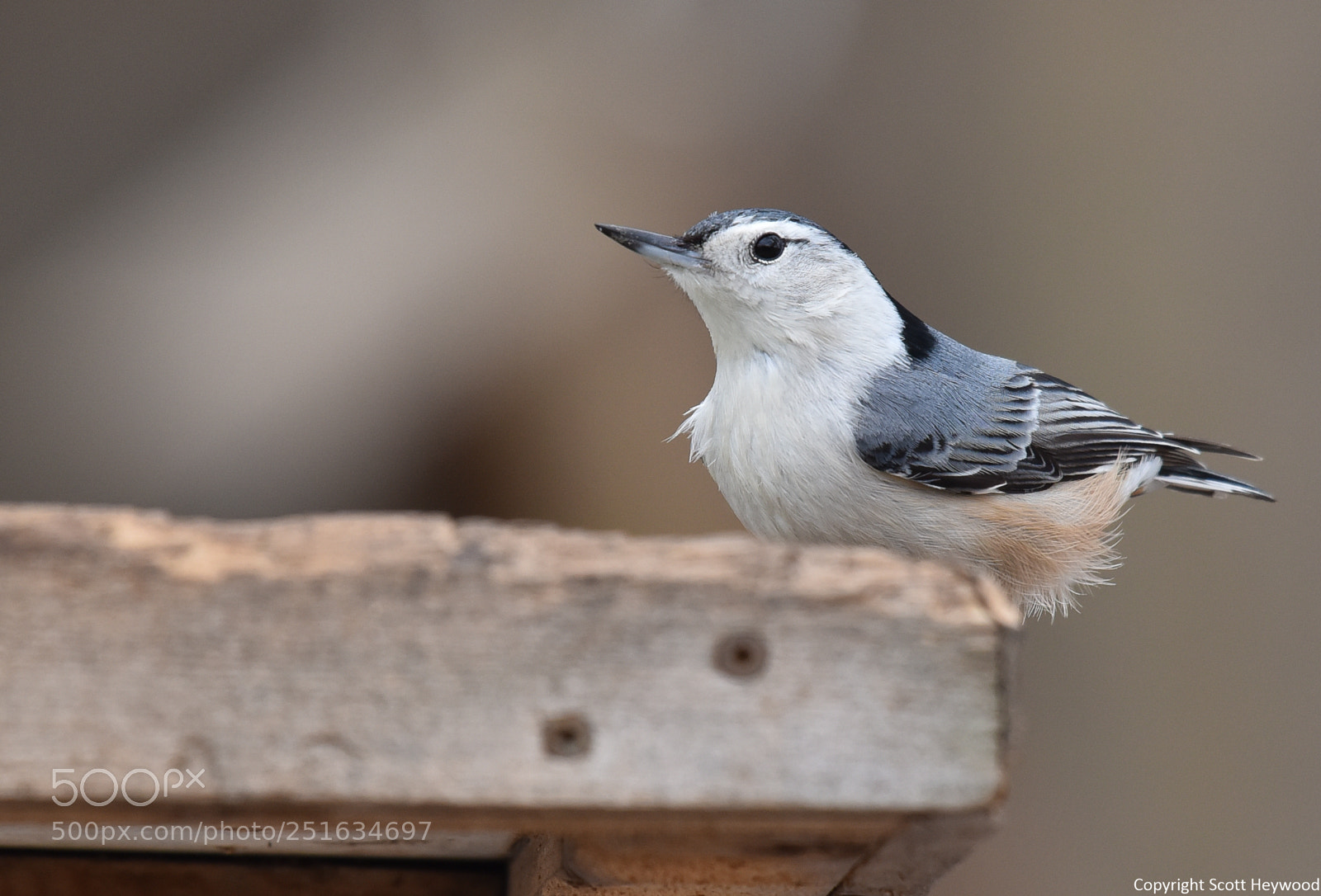 Nikon D810 sample photo. White-breasted nuthatch photography