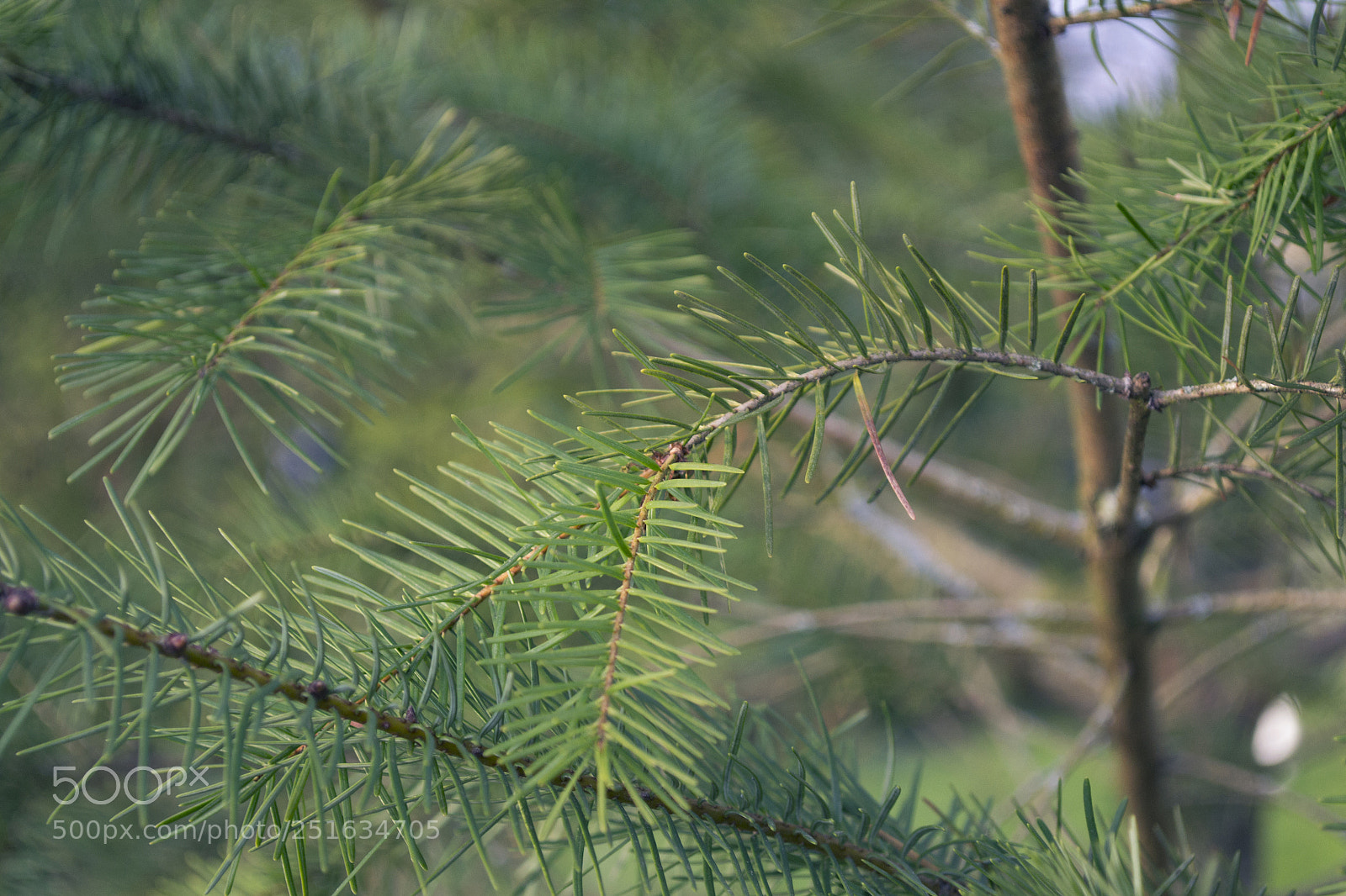 Nikon D3100 sample photo. Pine needles photography
