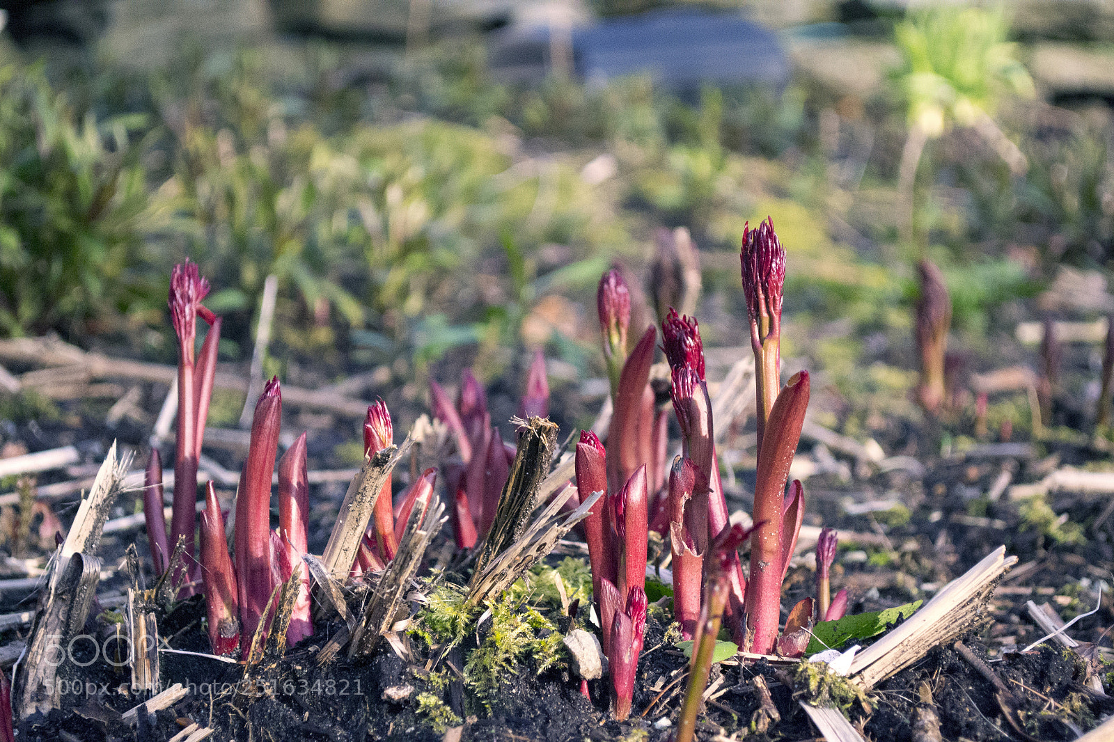 Nikon D3100 sample photo. Red stalks photography