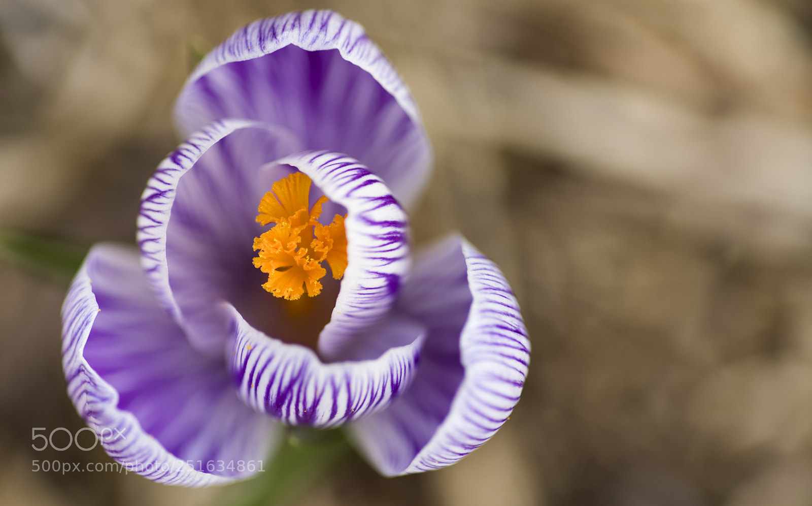 Pentax K-1 sample photo. Protected photography