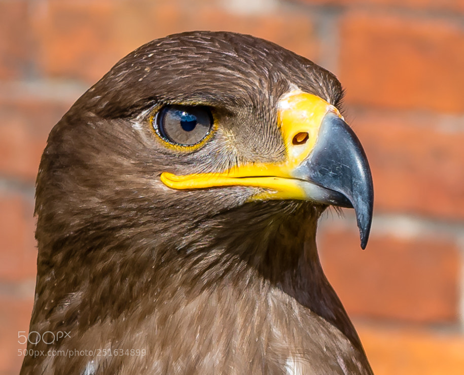 Nikon D500 sample photo. Eagle eye! photography