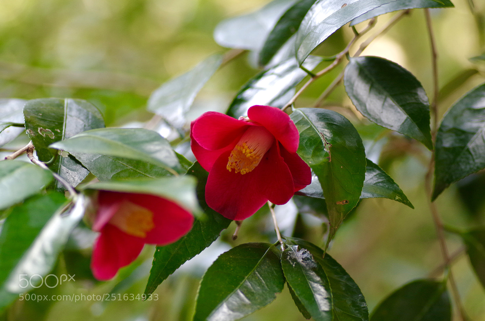 Pentax K-30 sample photo. Camellia photography