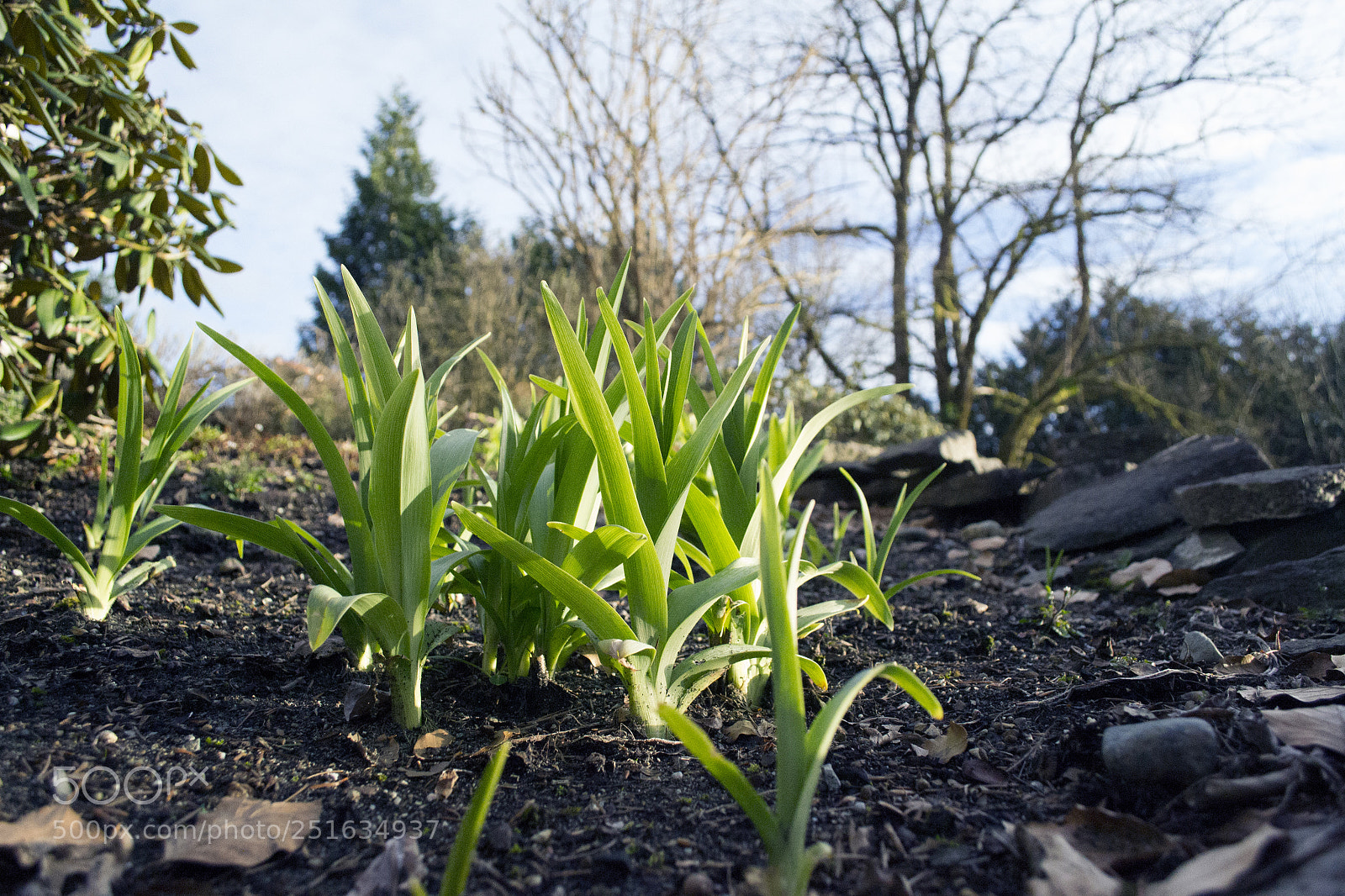 Nikon D3100 sample photo. Sprouting green photography