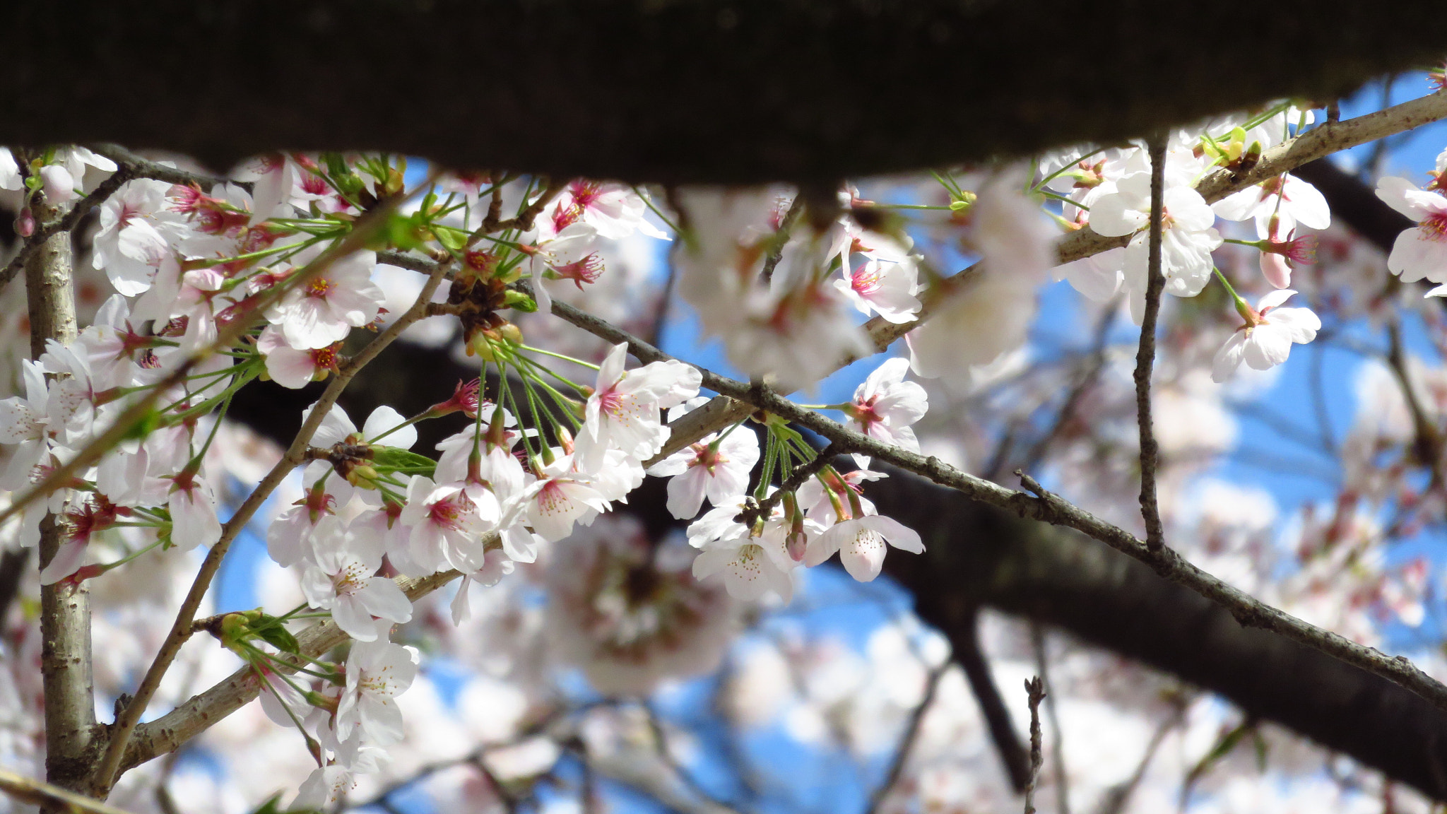 Canon PowerShot SX700 HS sample photo. Simply beautiful photography