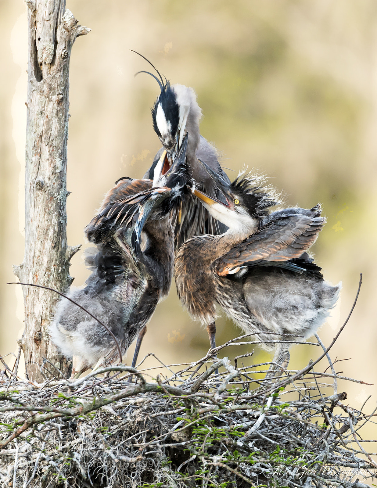 Canon EOS-1D X Mark II sample photo. Great blue heron chicks photography