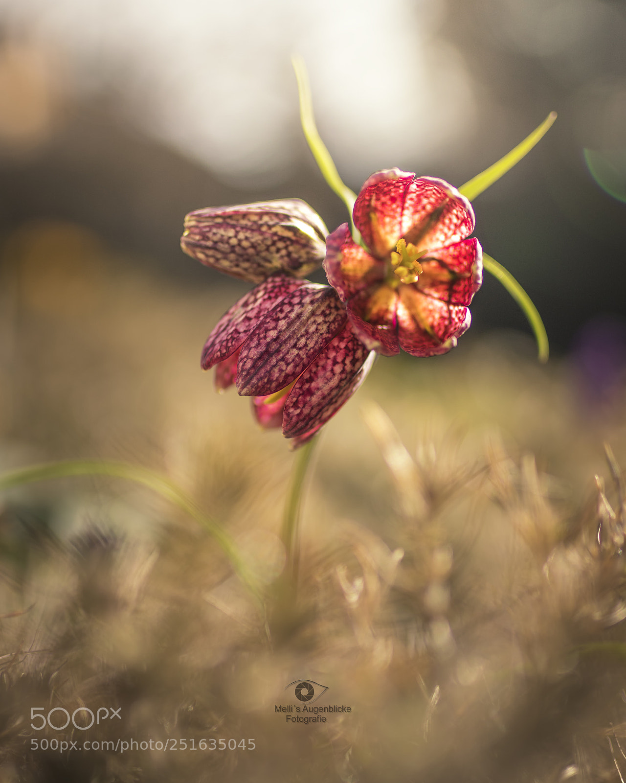 Canon EOS 7D Mark II sample photo. Checkered lily photography