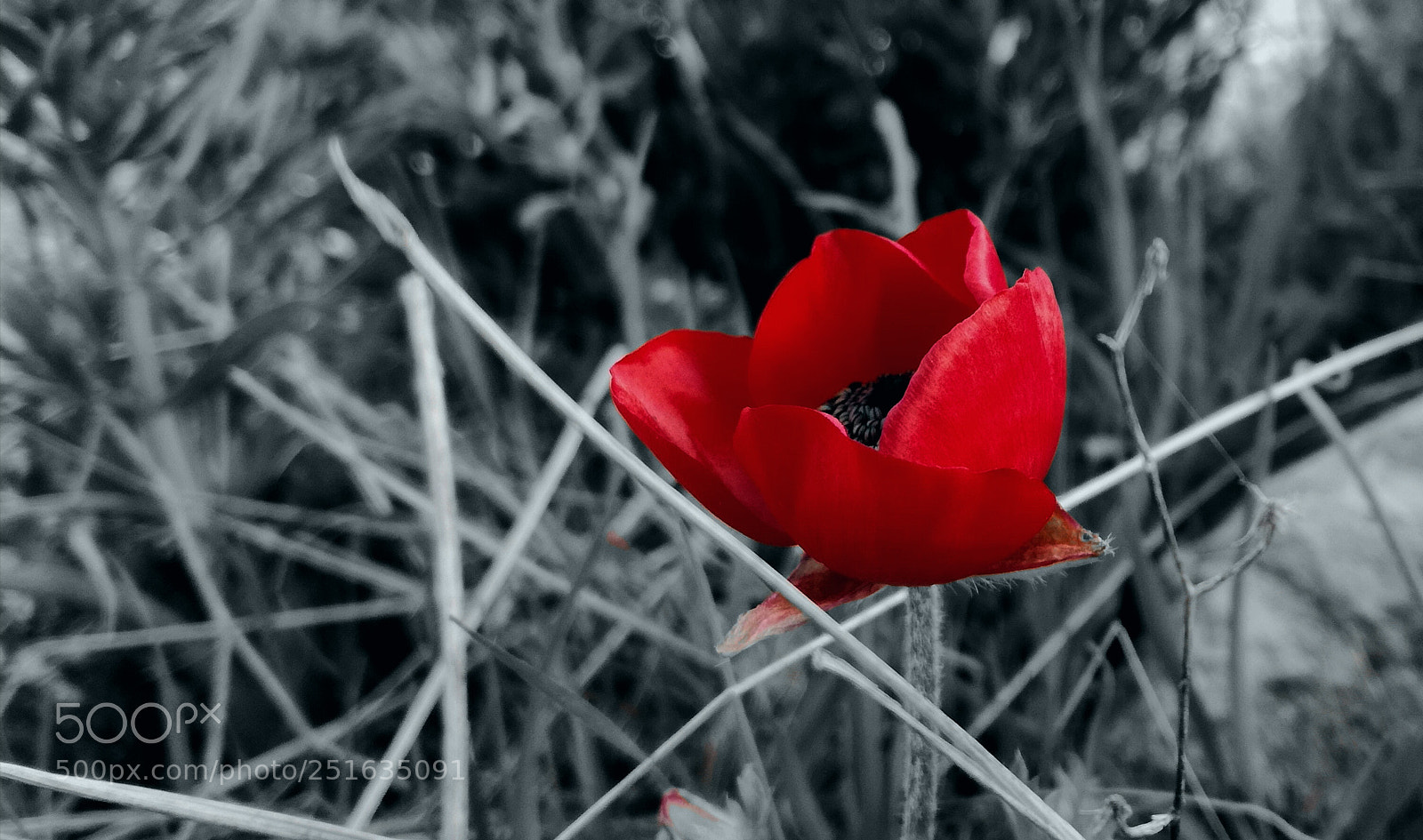 HUAWEI P9 LITE sample photo. Red flower photography