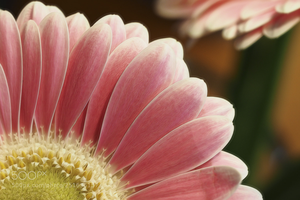 Olympus OM-D E-M5 II sample photo. Happy easter photography