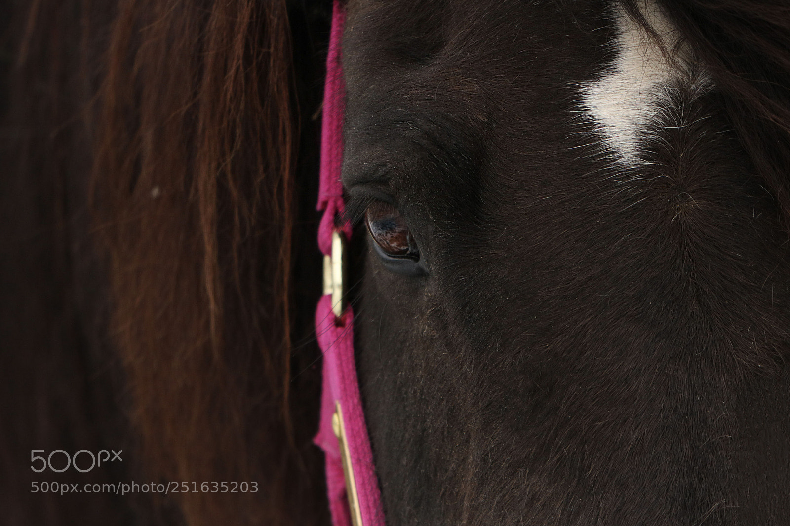 Canon EOS 750D (EOS Rebel T6i / EOS Kiss X8i) sample photo. Reflection of the soul photography