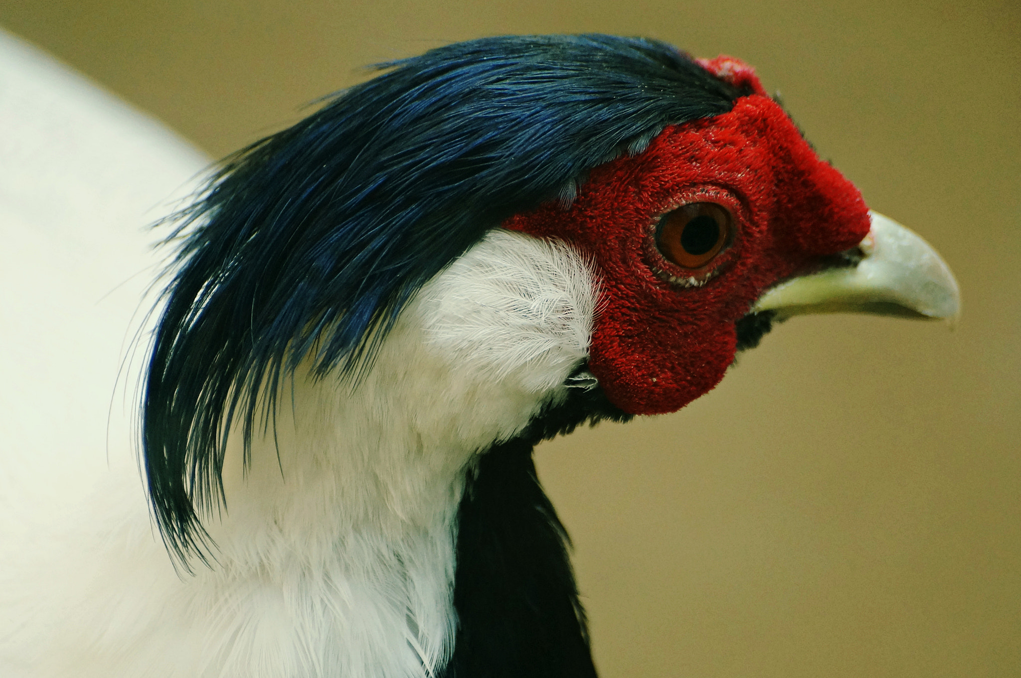 Sony SLT-A57 sample photo. Stylish silver pheasant photography