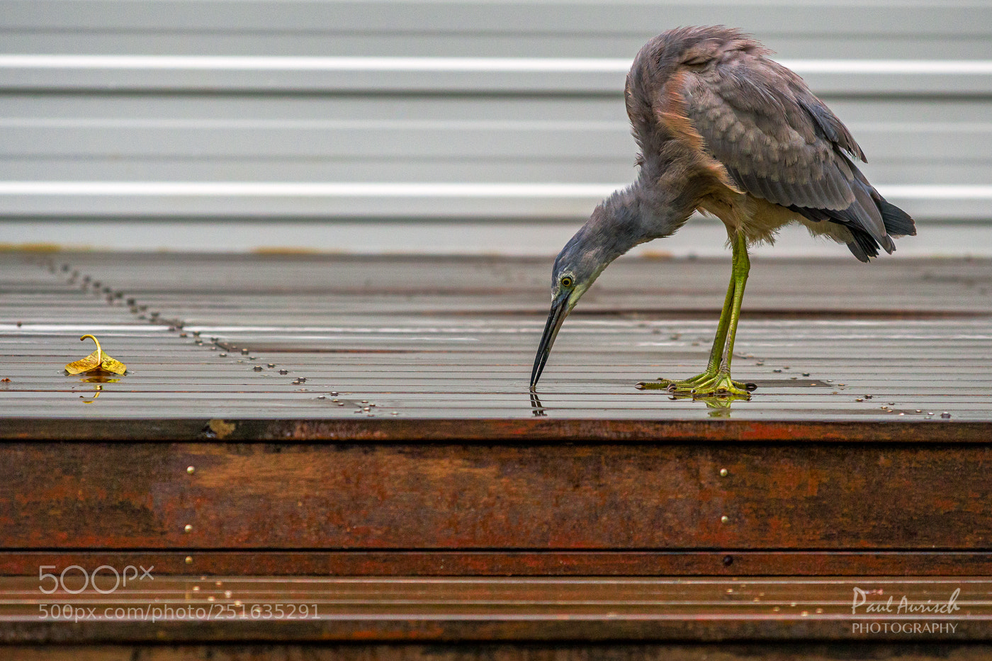 Nikon D500 sample photo. White faced heron photography
