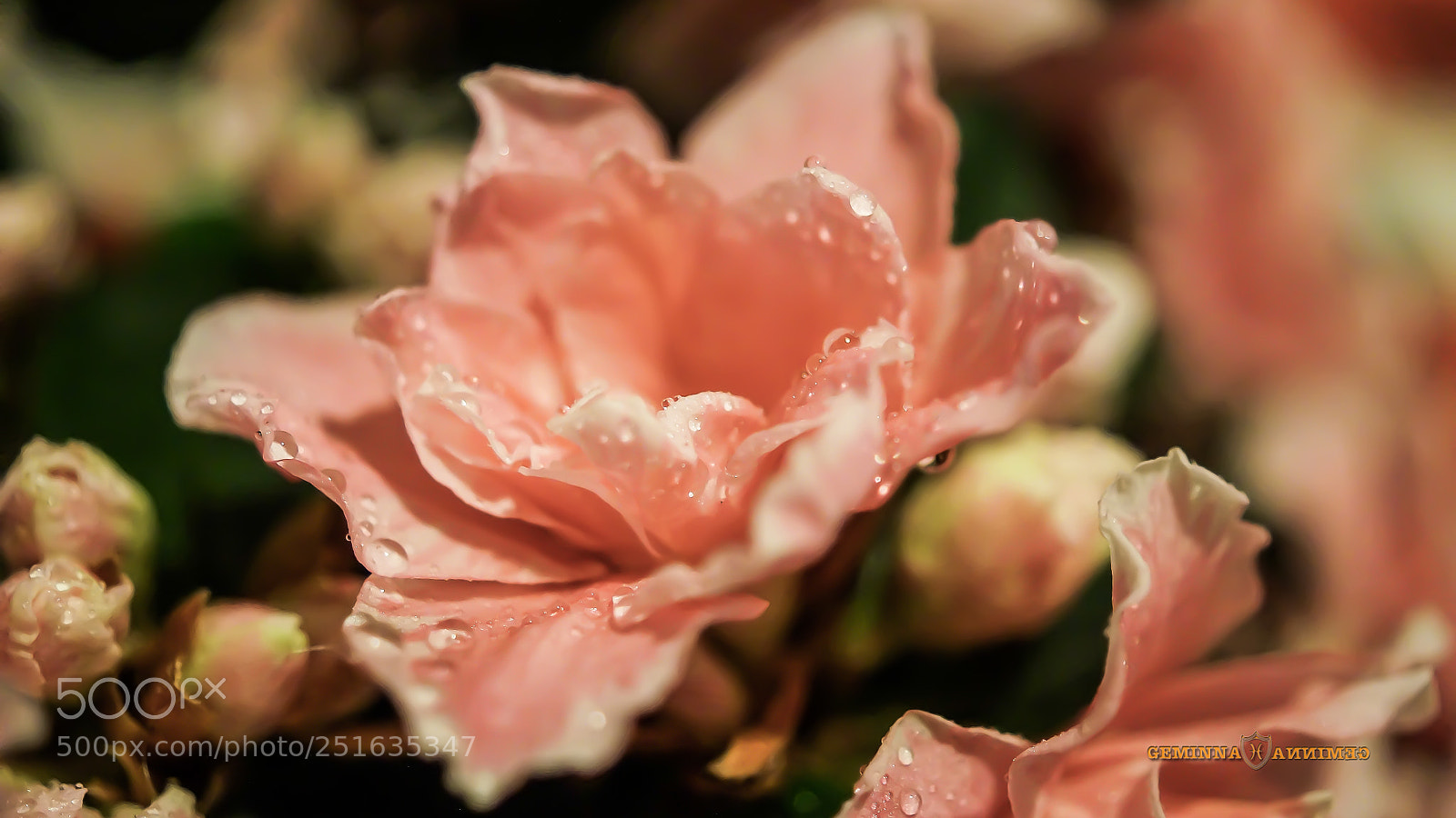 Sony SLT-A58 sample photo. Day dew photography
