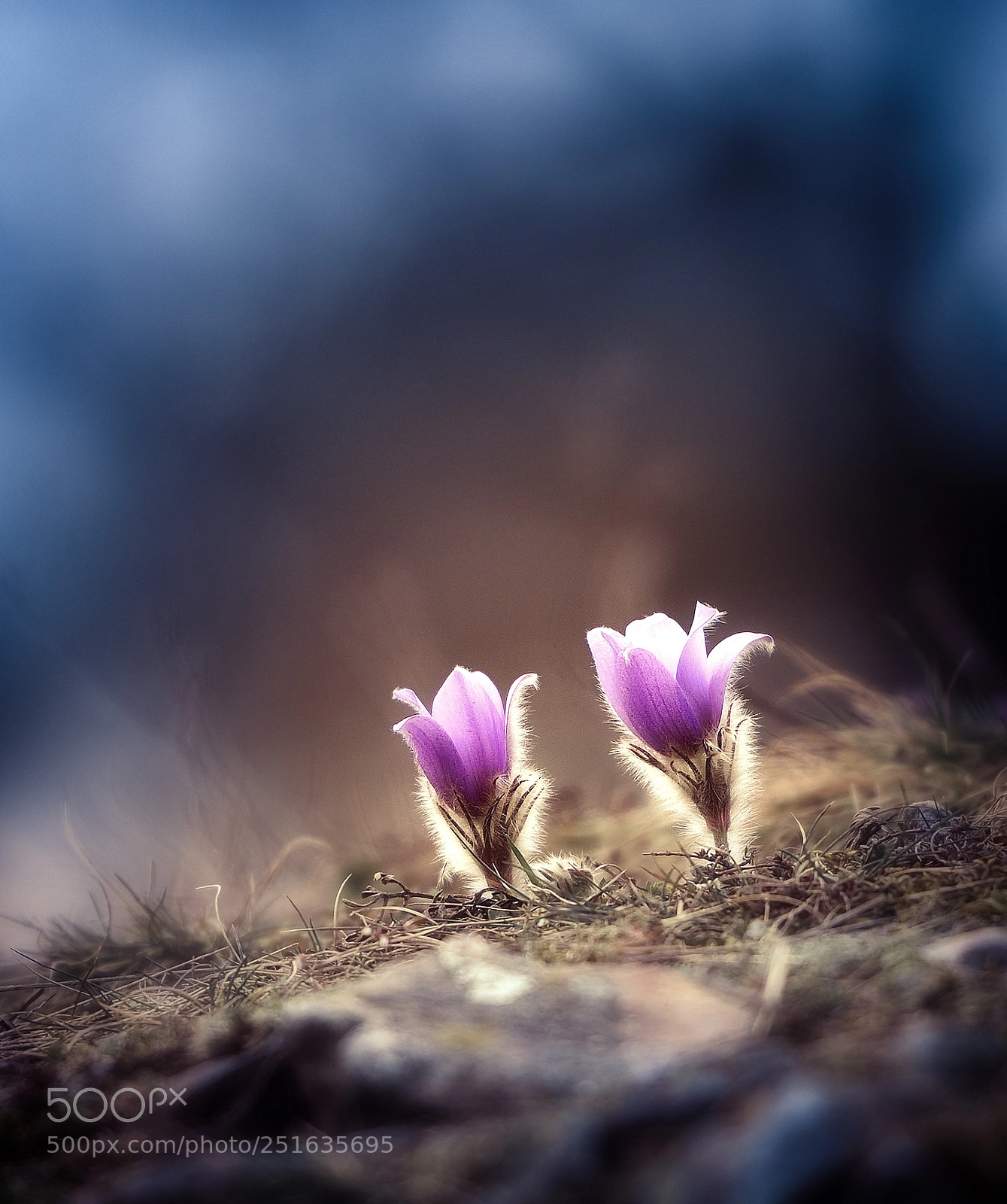 Nikon D810 sample photo. Spring photography