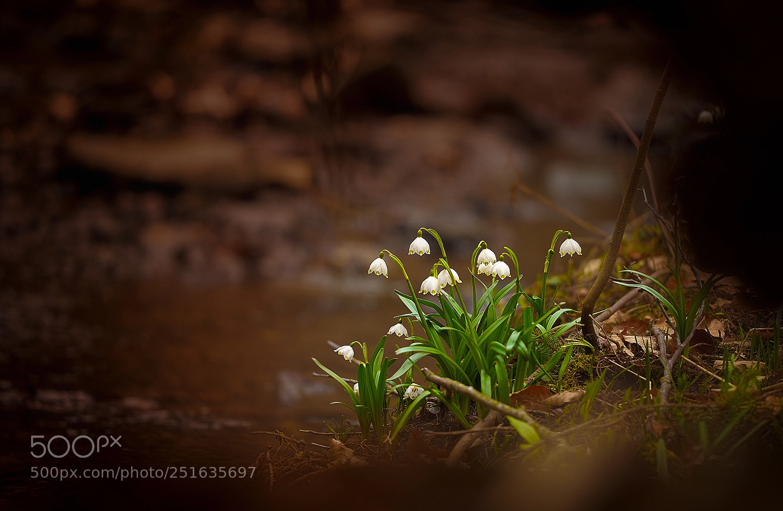 Nikon D810 sample photo. Spring photography