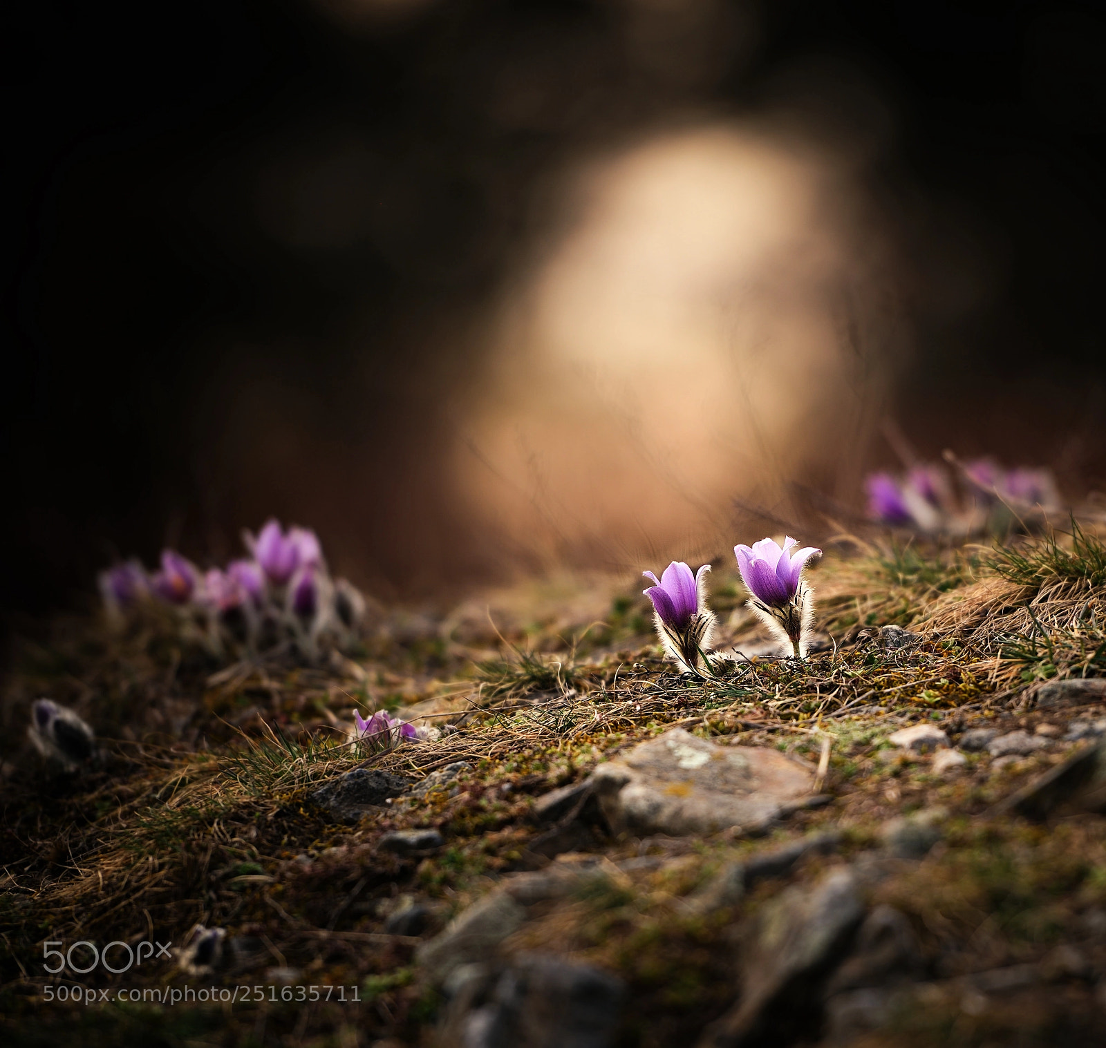 Nikon D810 sample photo. Spring photography