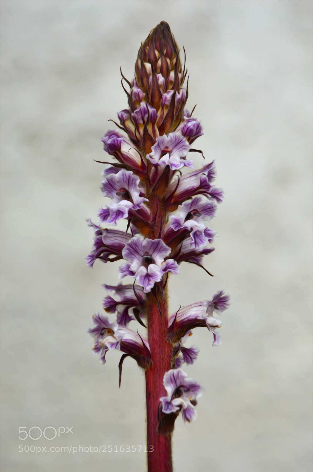 Nikon D3200 sample photo. Orobanche l. 1753 photography