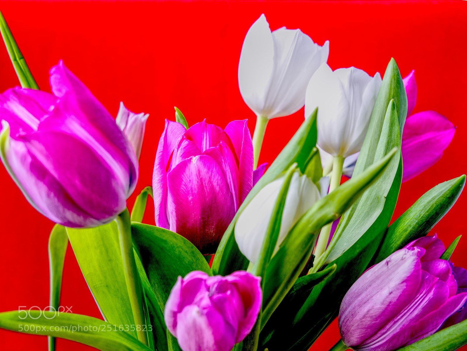 Panasonic Lumix DMC-G85 (Lumix DMC-G80) sample photo. Tulip display photography