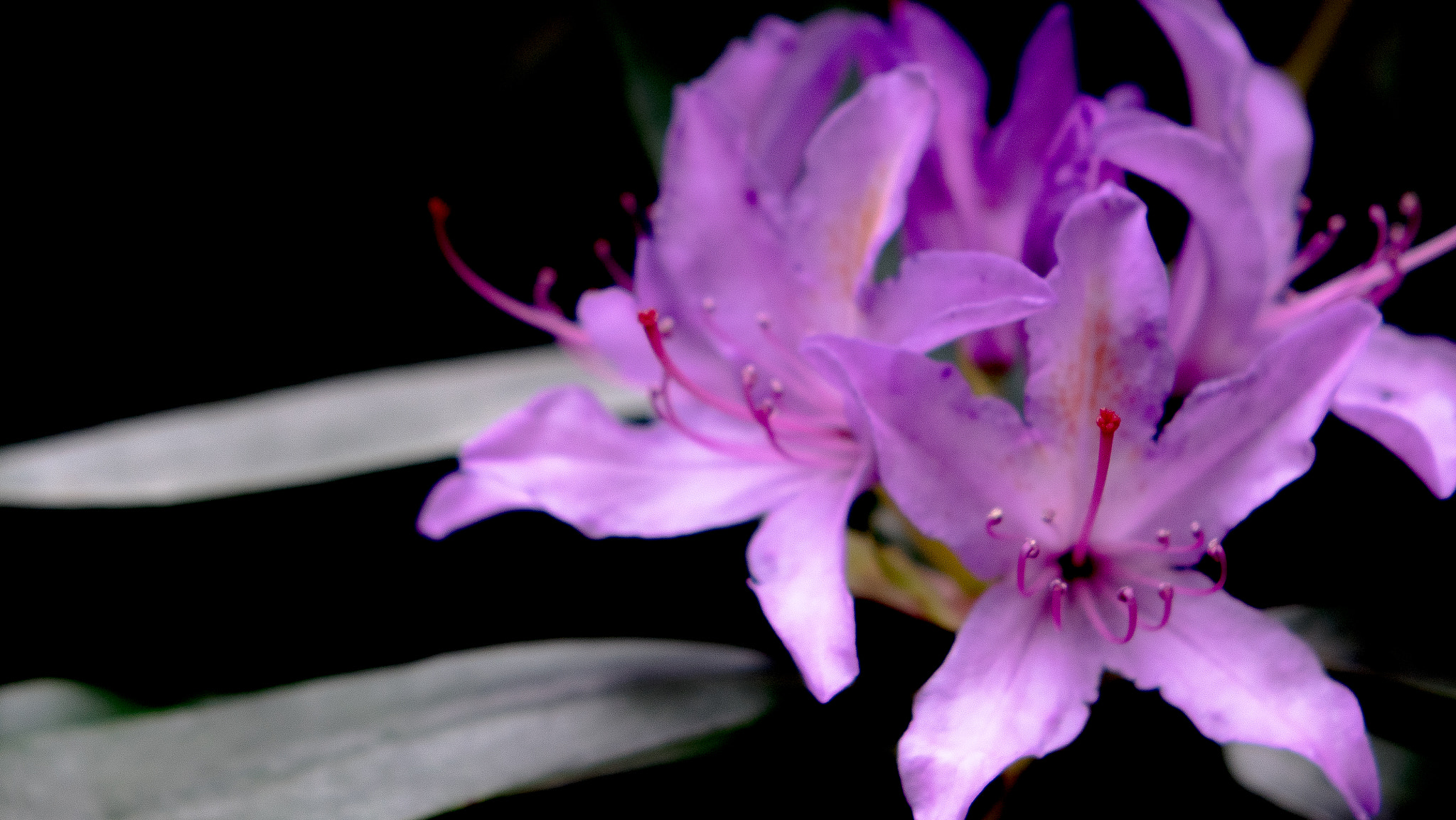 Sony Cyber-shot DSC-RX10 II sample photo. Purple flower photography