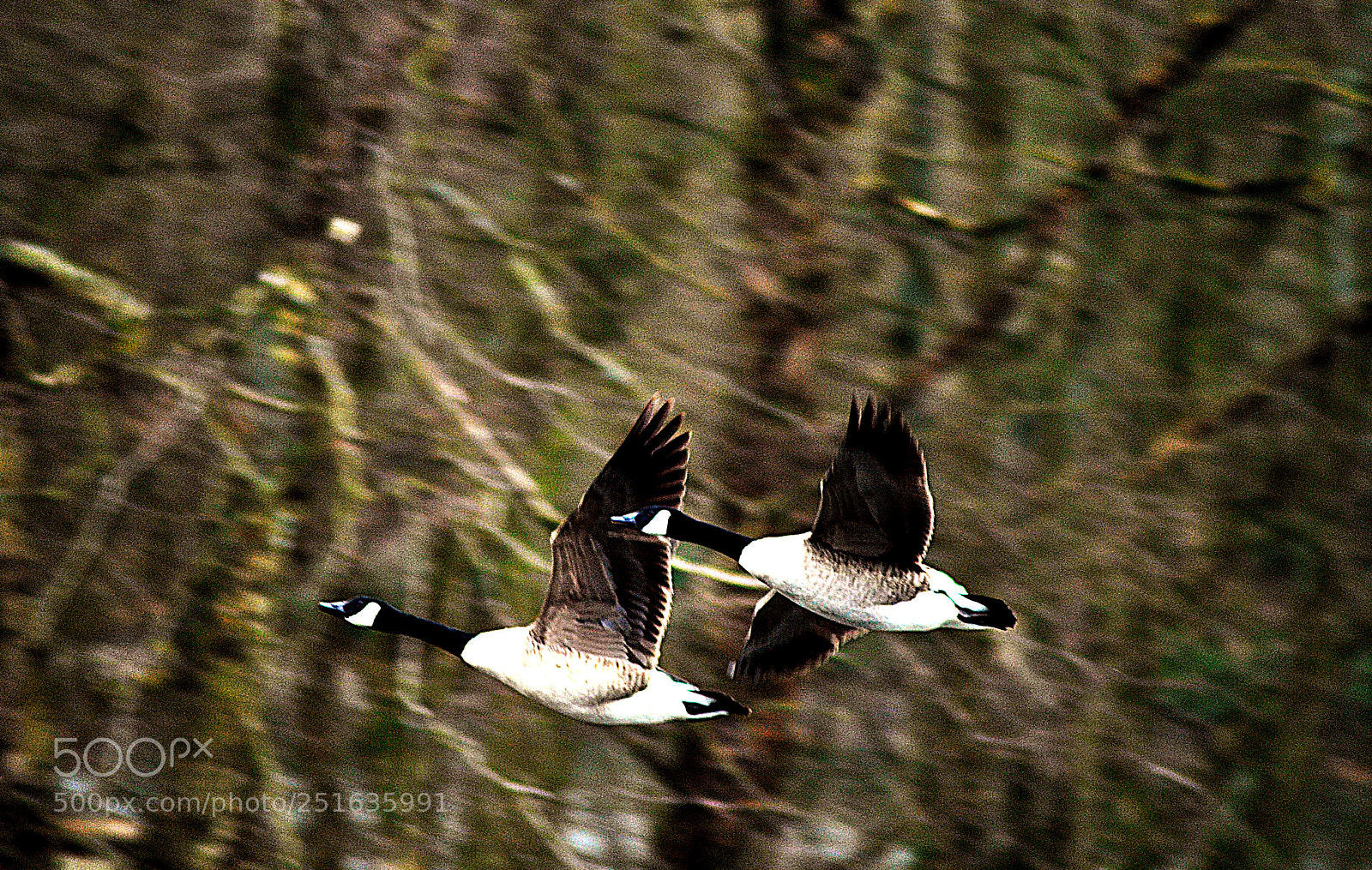 Nikon D3000 sample photo. Double  take  off photography